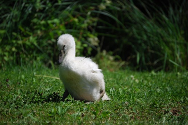 Photo de Cygne