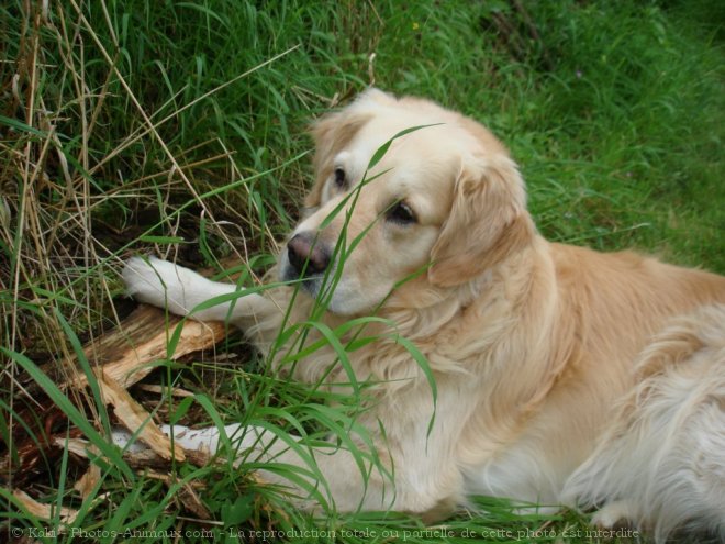 Photo de Golden retriever