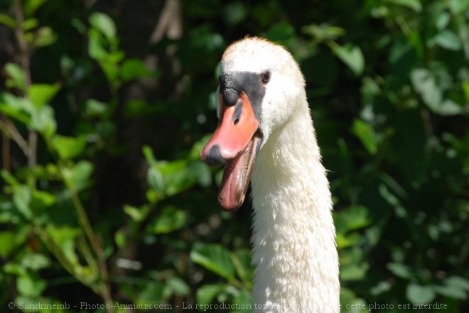 Photo de Cygne