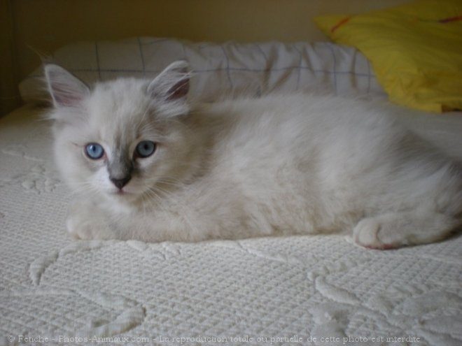 Photo de Ragdoll