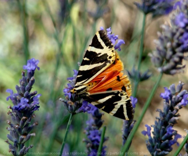 Photo de Papillon