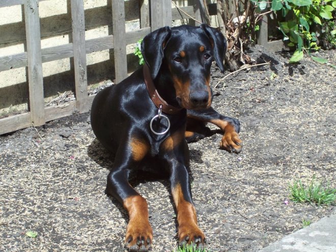 Photo de Dobermann