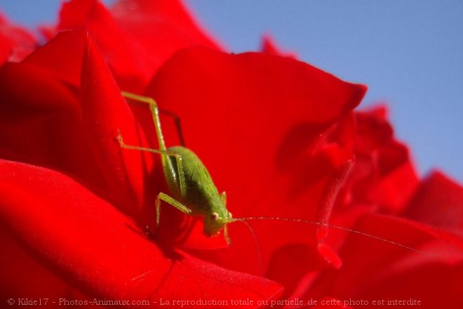 Photo de Sauterelle