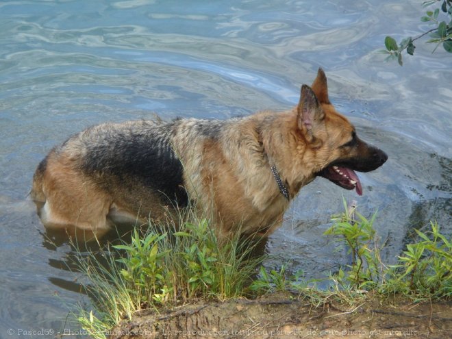 Photo de Berger allemand  poil court