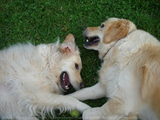 Photo de Golden retriever