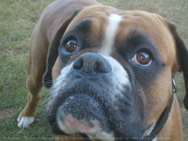 Photo de Boxer