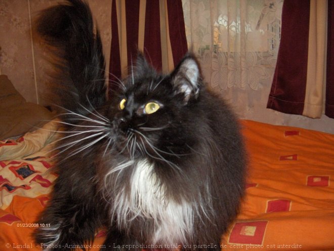 Photo de Maine coon