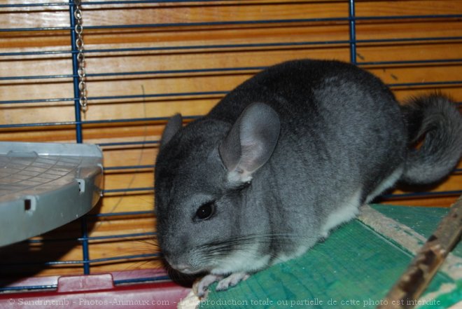 Photo de Chinchilla