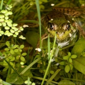 Photo de Grenouille