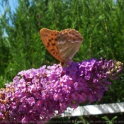 Photo de Papillon