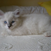 Photo de Ragdoll