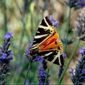 Photo de Papillon