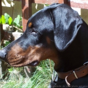 Photo de Dobermann