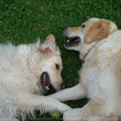 Photo de Golden retriever