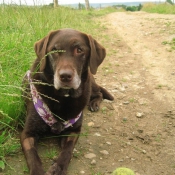 Photo de Labrador retriever