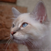 Photo de Sacr de birmanie