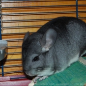 Photo de Chinchilla