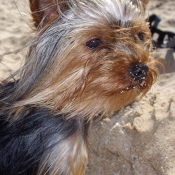 Photo de Yorkshire terrier