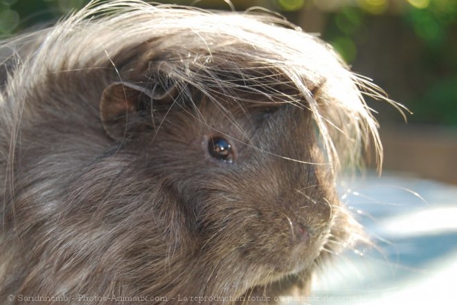 Photo de Cochon d'inde - pruvien