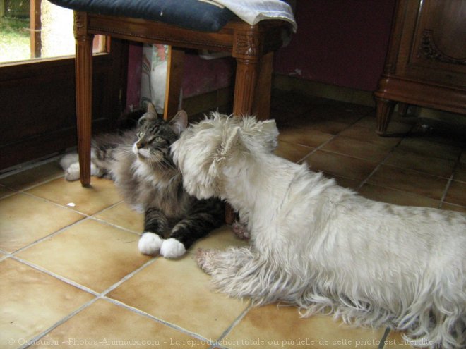 Photo de West highland white terrier