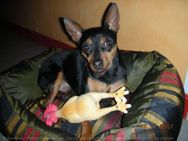 Photo de Pinscher nain