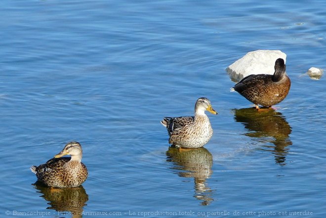 Photo de Canard