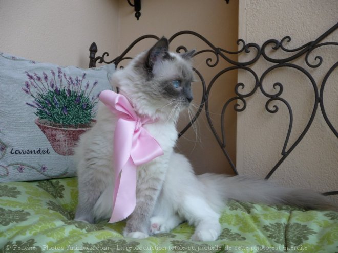 Photo de Ragdoll