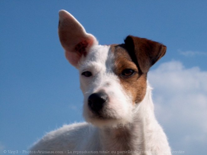 Photo de Parson russell terrier