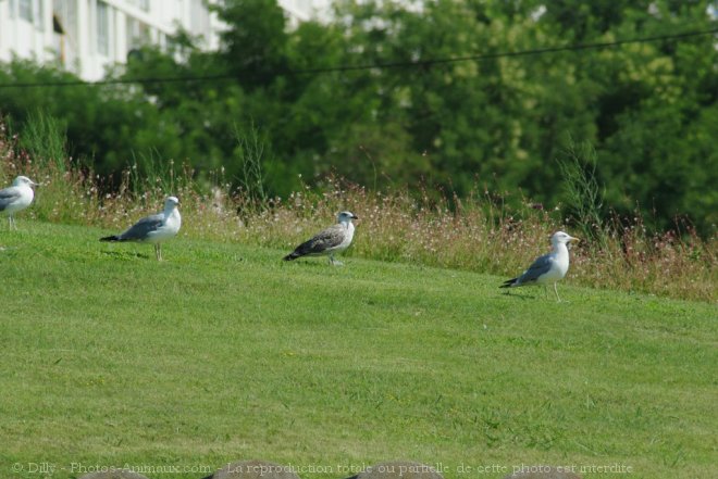 Photo de Mouette