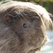 Photo de Cochon d'inde - pruvien