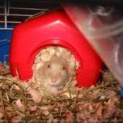 Photo de Hamster