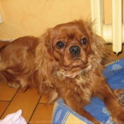 Photo de Cavalier king charles spaniel