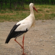 Photo de Cigogne