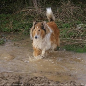 Photo de Colley  poil long