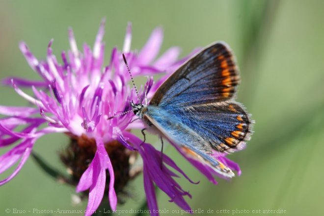 Photo de Papillon