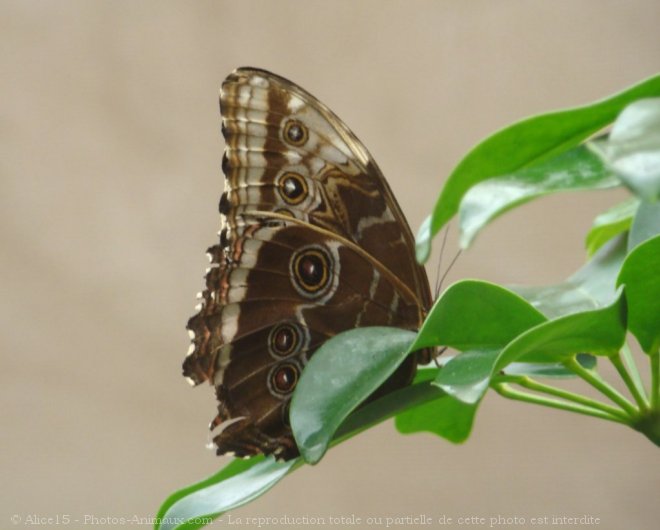 Photo de Papillon - morpho bleu