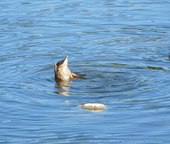 Photo de Canard