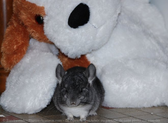 Photo de Chinchilla