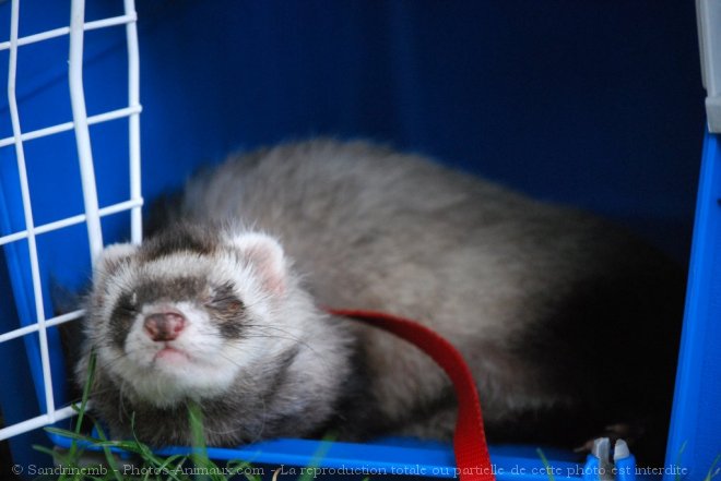 Photo de Furet