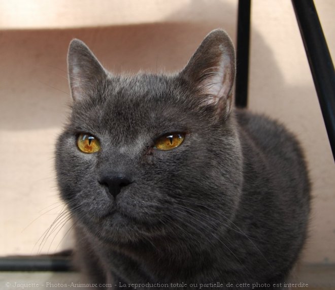 Photo de Chartreux