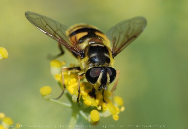 Photo de Mouche