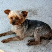 Photo de Yorkshire terrier