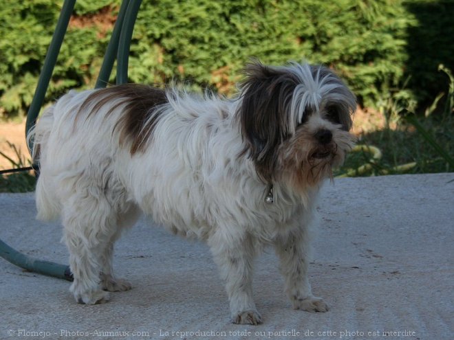 Photo de Lhassa apso