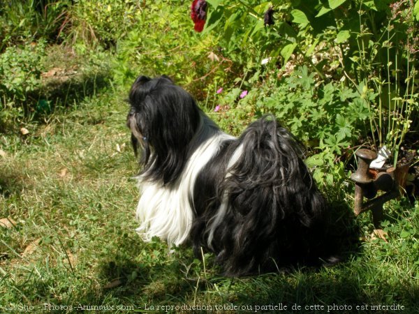 Photo de Shih tzu