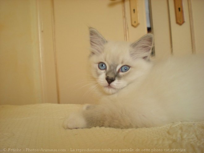 Photo de Ragdoll