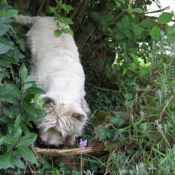 Photo de West highland white terrier