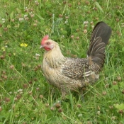 Photo de Poule