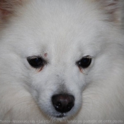 Photo de Spitz moyen