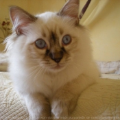 Photo de Ragdoll