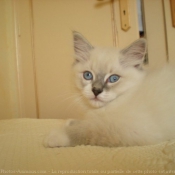 Photo de Ragdoll